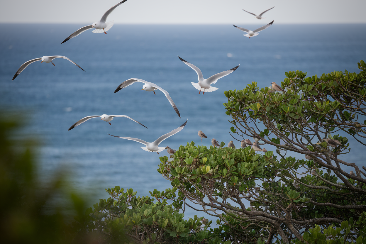 Durée de Vie des Oiseaux : Mouettes et Passereaux Comparés